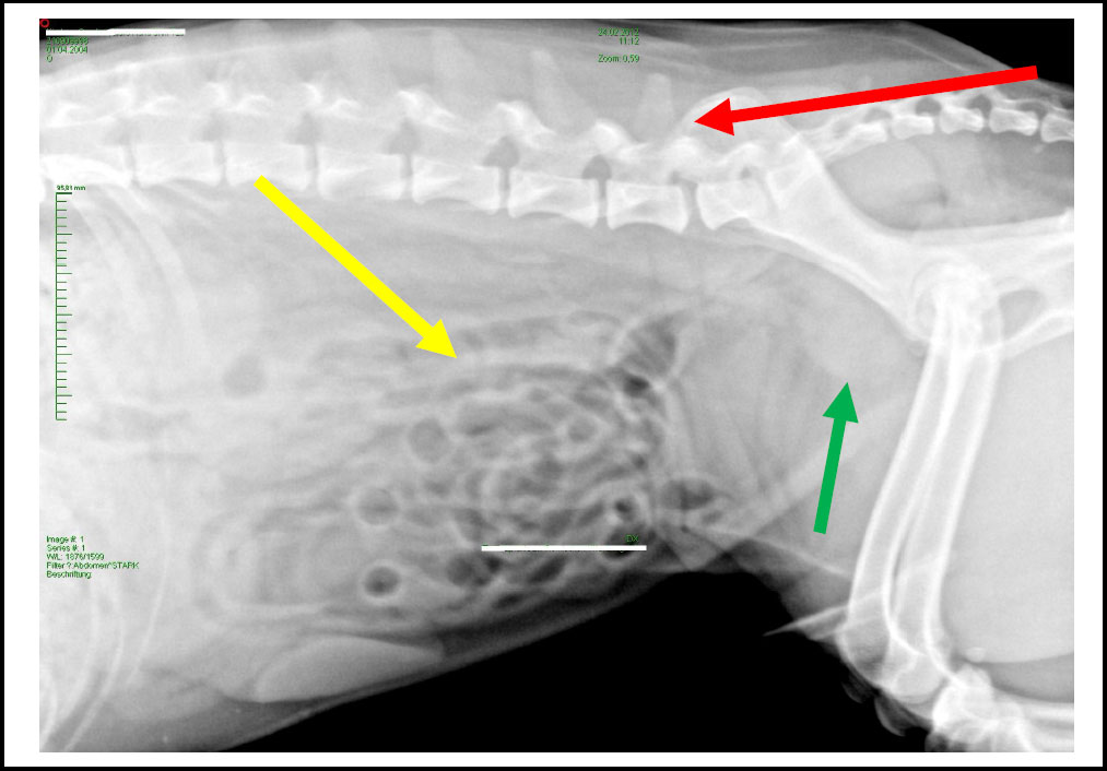 arthrose hund röntgenbild