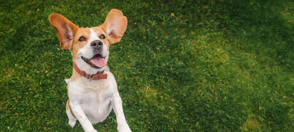 Ein munterer Hund springt mit aufgestellten Ohren über eine Wiese – bewegliche Gelenke sind die Basis für aktive Hundetage.