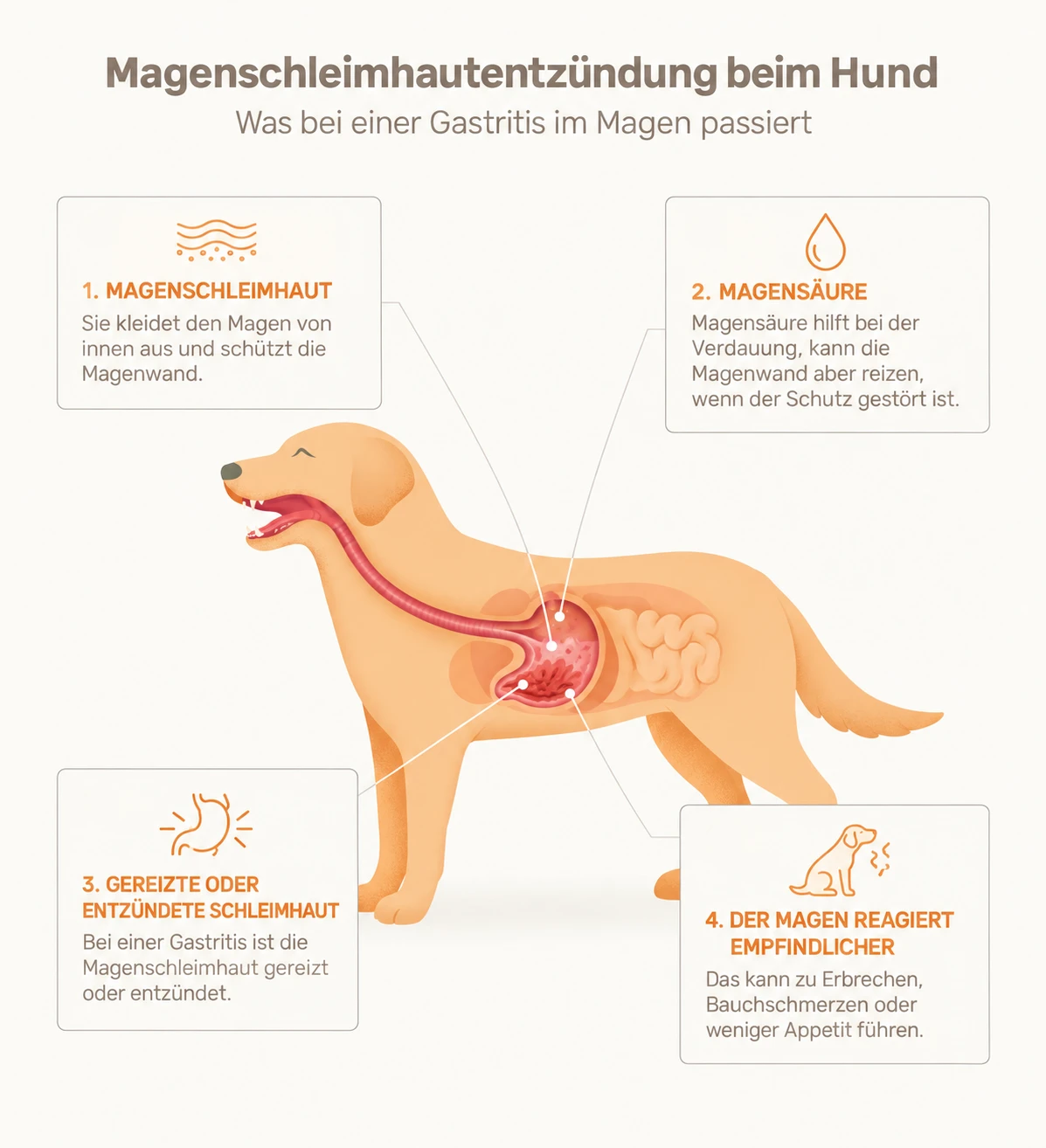 Infografik zur Magenschleimhautentzündung beim Hund: Magenschleimhaut, Magensäure, gereizte Schleimhaut und die Auswirkungen einer Gastritis im Hundemagen.