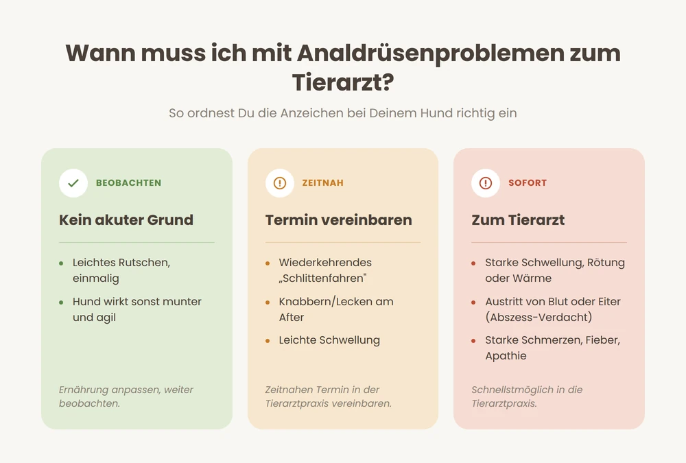Ampel-Übersicht: wann bei Analdrüsenproblemen des Hundes beobachten reicht und wann ein Tierarztbesuch nötig ist