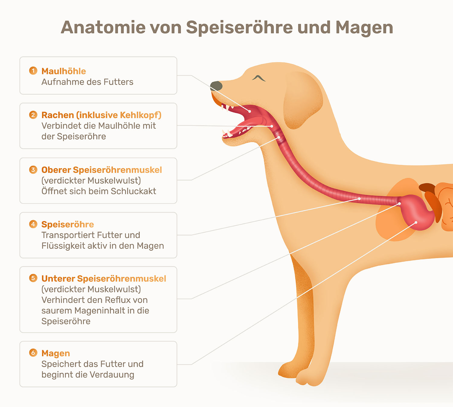 Grafik zur Anatomie von Speiseröhre und Magen beim Hund: Sie zeigt Maulhöhle, Rachen, Speiseröhre, oberen und unteren Speiseröhrenmuskel sowie den Magen.