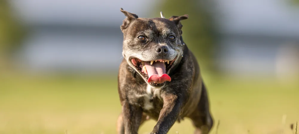 Älterer, dunkel gestromter Hund mit grauer Schnauze läuft fröhlich über eine Wiese, Arthrose beim Hund gut begleiten