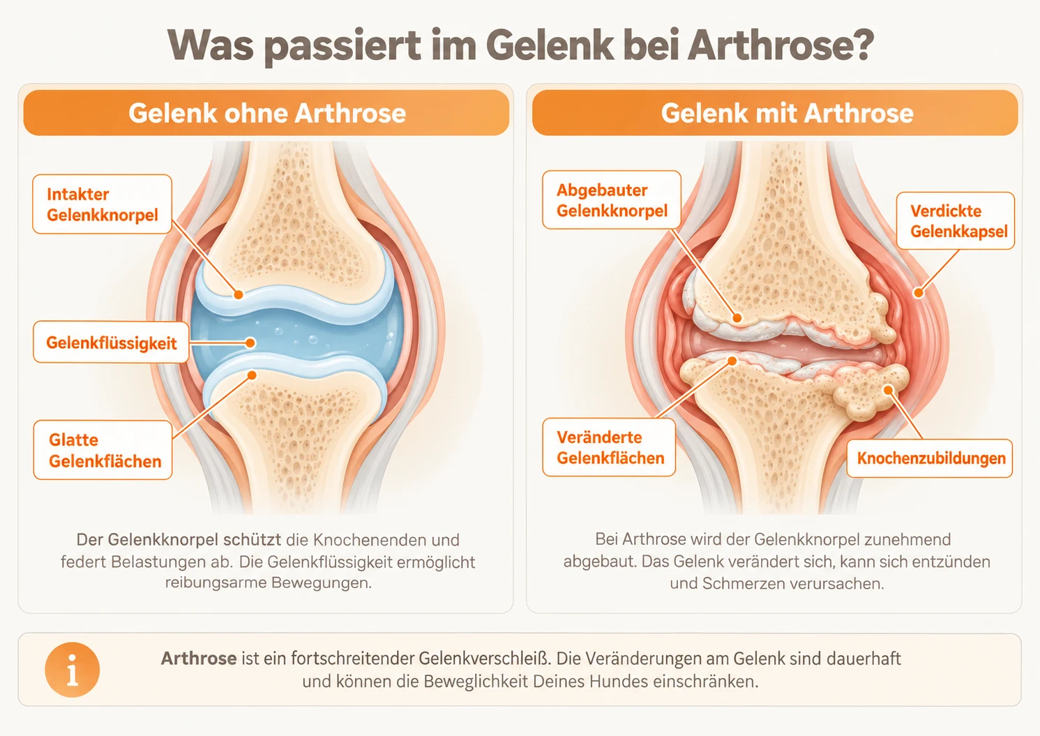 Infografik: Gelenk ohne Arthrose und Gelenk mit Arthrose beim Hund im Vergleich, mit intaktem und abgebautem Gelenkknorpel, verdickter Gelenkkapsel und Knochenzubildungen