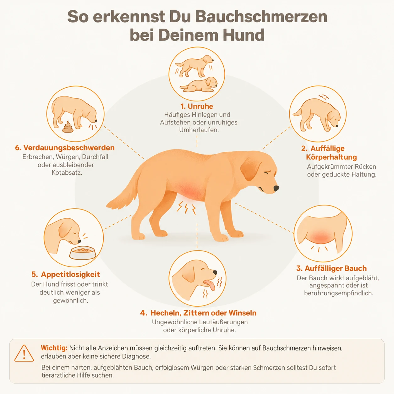 Infografik: So erkennst Du Bauchschmerzen bei Deinem Hund, mit Unruhe, auffälliger Körperhaltung, auffälligem Bauch, Hecheln, Appetitlosigkeit und Verdauungsbeschwerden