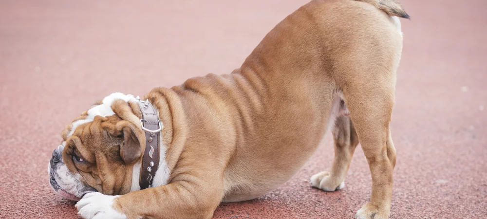 Englische Bulldogge in der Gebetsstellung mit flach abgelegtem Vorderkörper und erhobenem Hinterteil, Bauchschmerzen beim Hund