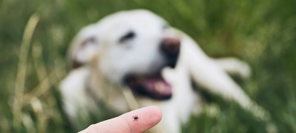 Hand zeigt eine kleine Zecke auf der Fingerspitze, dahinter liegt ein heller Hund im Gras. Borreliose beim Hund vorbeugen