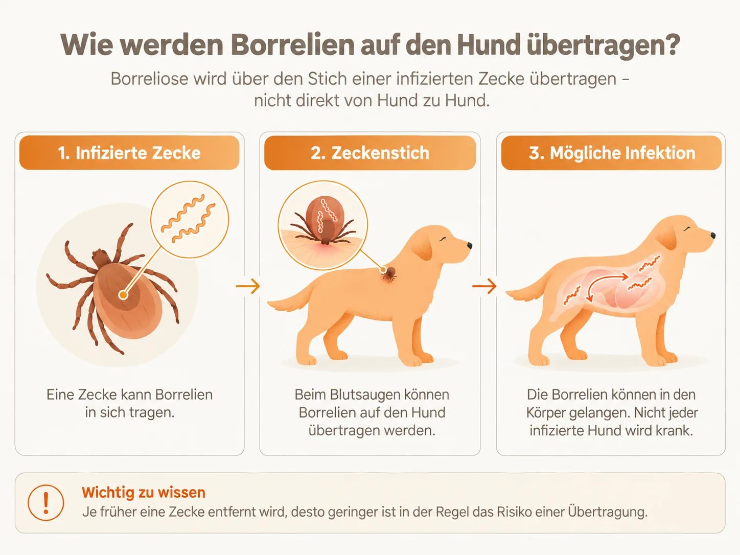 Infografik: Wie Borrelien auf den Hund übertragen werden – infizierte Zecke, Zeckenstich und mögliche Infektion in drei Schritten