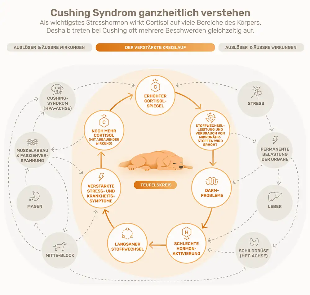 Infografik zum Cushing-Syndrom beim Hund mit Cortisol-Kreislauf und dargestellten körperlichen Zusammenhängen.