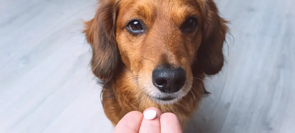 Brauner Hund blickt auf eine Tablette, die ihm auf den Fingerspitzen angeboten wird.