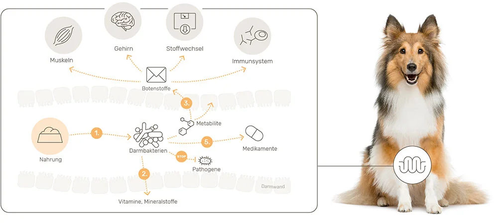 Infografik: Wie Darmbakterien beim Hund Nahrung verwerten und über Botenstoffe mit Gehirn, Muskeln und Immunsystem in Verbindung stehen.