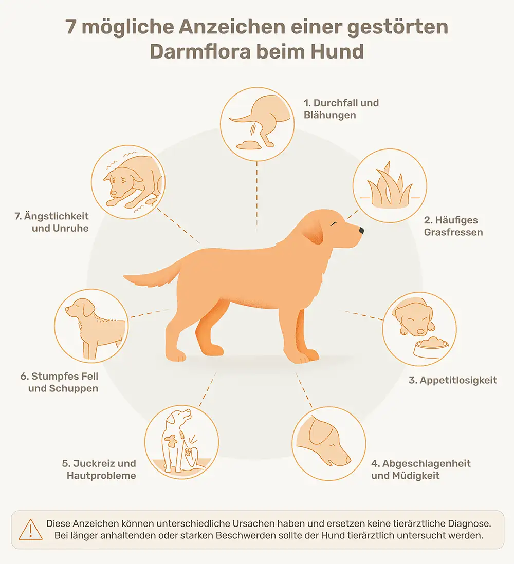 Infografik mit sieben möglichen Anzeichen einer unausgeglichenen Darmflora beim Hund rund um eine Hundeillustration.
