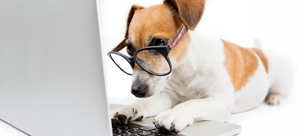 Jack Russell Terrier mit Brille vor einem Laptop.