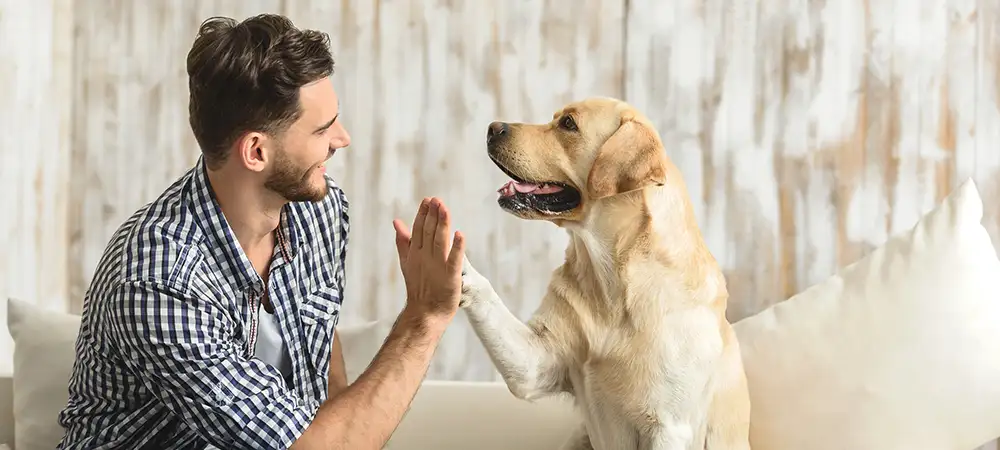 Hundehalter gibt einem Labrador ein High Five.