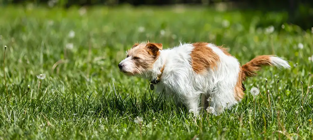 Kleiner Hund beim Kotabsatz auf einer Wiese als Bild für Verdauung und Beobachtung der Darmflora.