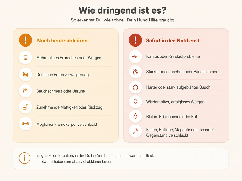 Infografik zu Warnzeichen für einen Darmverschluss beim Hund, eingeteilt in „noch heute abklären" und „sofort in den Notdienst"