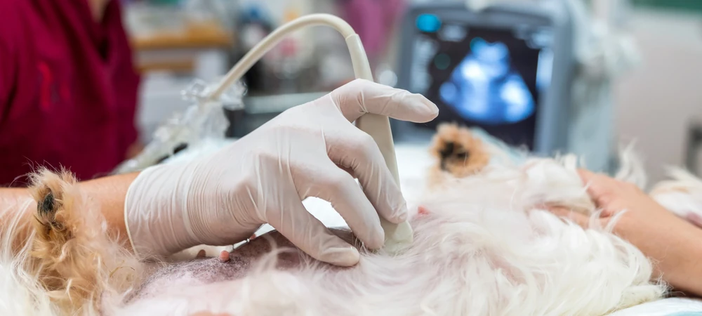 Tierärztin führt bei einem Hund eine Ultraschalluntersuchung des Bauchraums durch, um einen Darmverschluss abzuklären