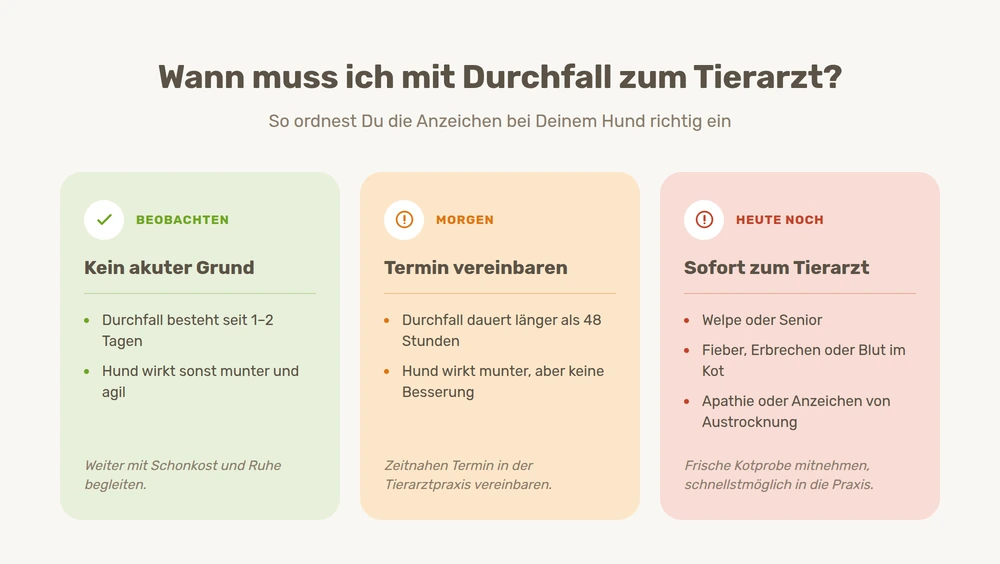 Ampel-Übersicht: wann bei Durchfall beim Hund beobachten reicht und wann ein Tierarztbesuch nötig ist.