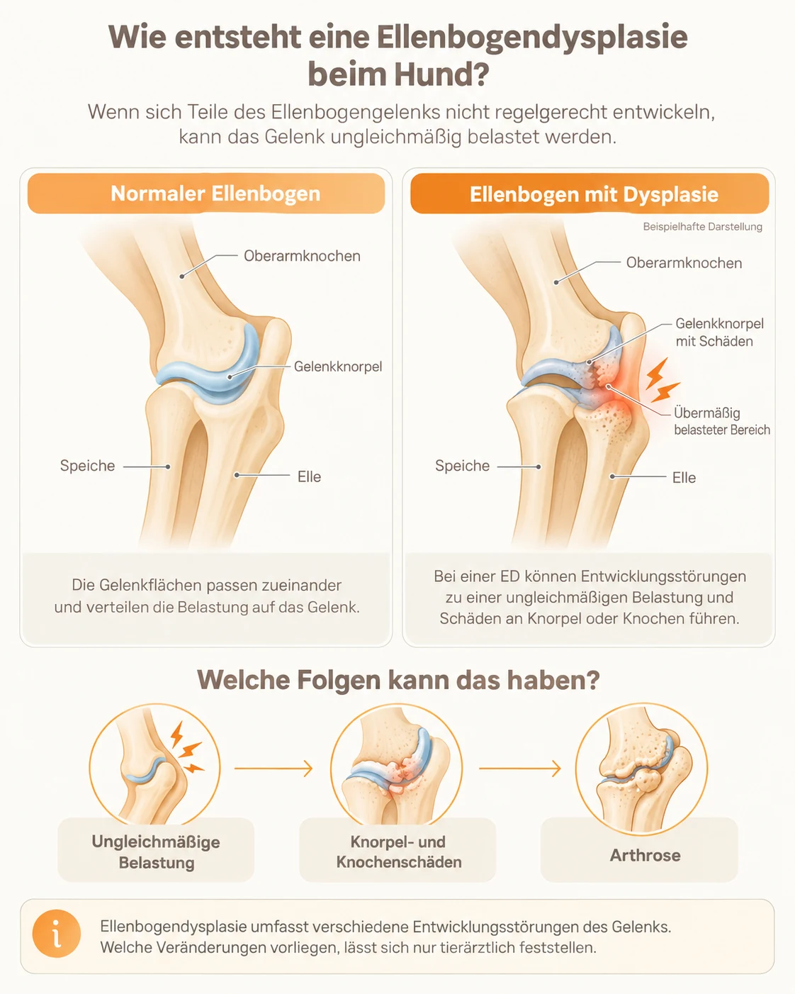 Infografik: normaler Ellenbogen und Ellenbogen mit Dysplasie im Vergleich – ungleichmäßige Belastung, Knorpelschäden und Arthrose beim Hund