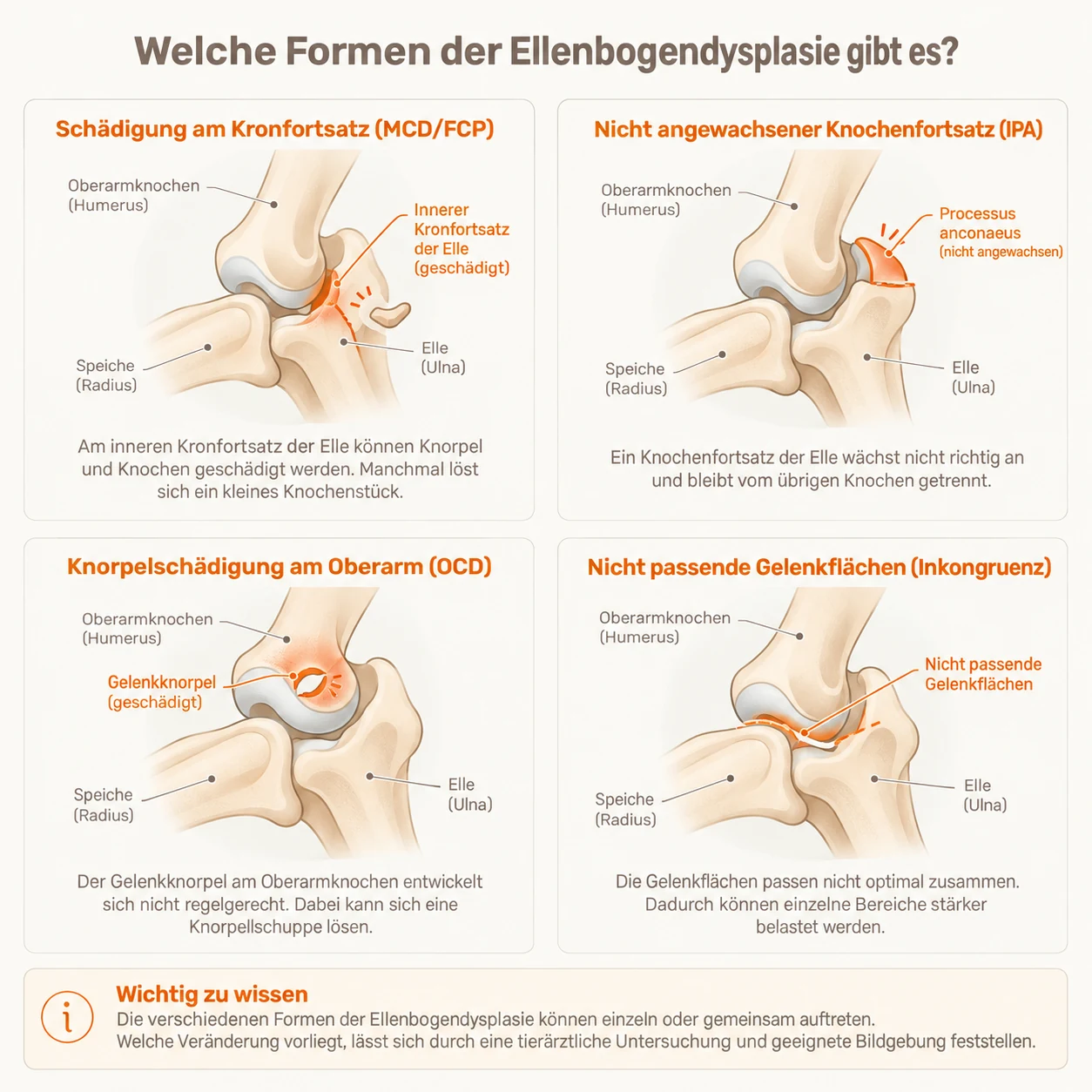 Infografik: die vier Formen der Ellenbogendysplasie beim Hund – Kronfortsatz (MCD/FCP), Knochenfortsatz (IPA), Knorpelschaden (OCD), Inkongruenz