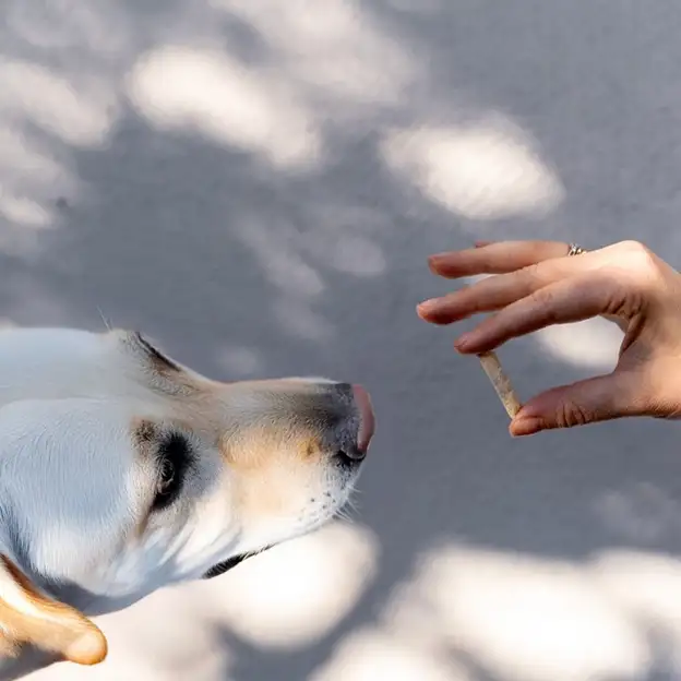 Hand hält einem Hund ein Leckerli hin