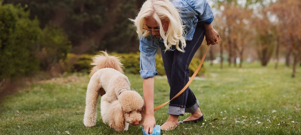 Frau sammelt beim Gassigehen mit ihrem Hund im Park dessen Kot ein – wichtige Hygienemaßnahme zur Vorbeugung gegen Bandwurm beim Hund.