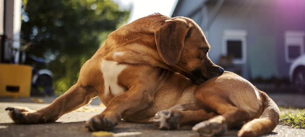 Hellbrauner Hund liegt auf dem Asphalt und knabbert an seinem Fell – häufiges Knabbern und Kratzen kann ein möglicher Hinweis auf eine Futterunverträglichkeit beim Hund sein.