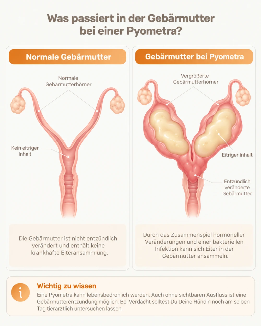 Infografik: Vergleich einer normalen Gebärmutter der Hündin mit einer vergrößerten, mit Eiter gefüllten Gebärmutter bei einer Pyometra