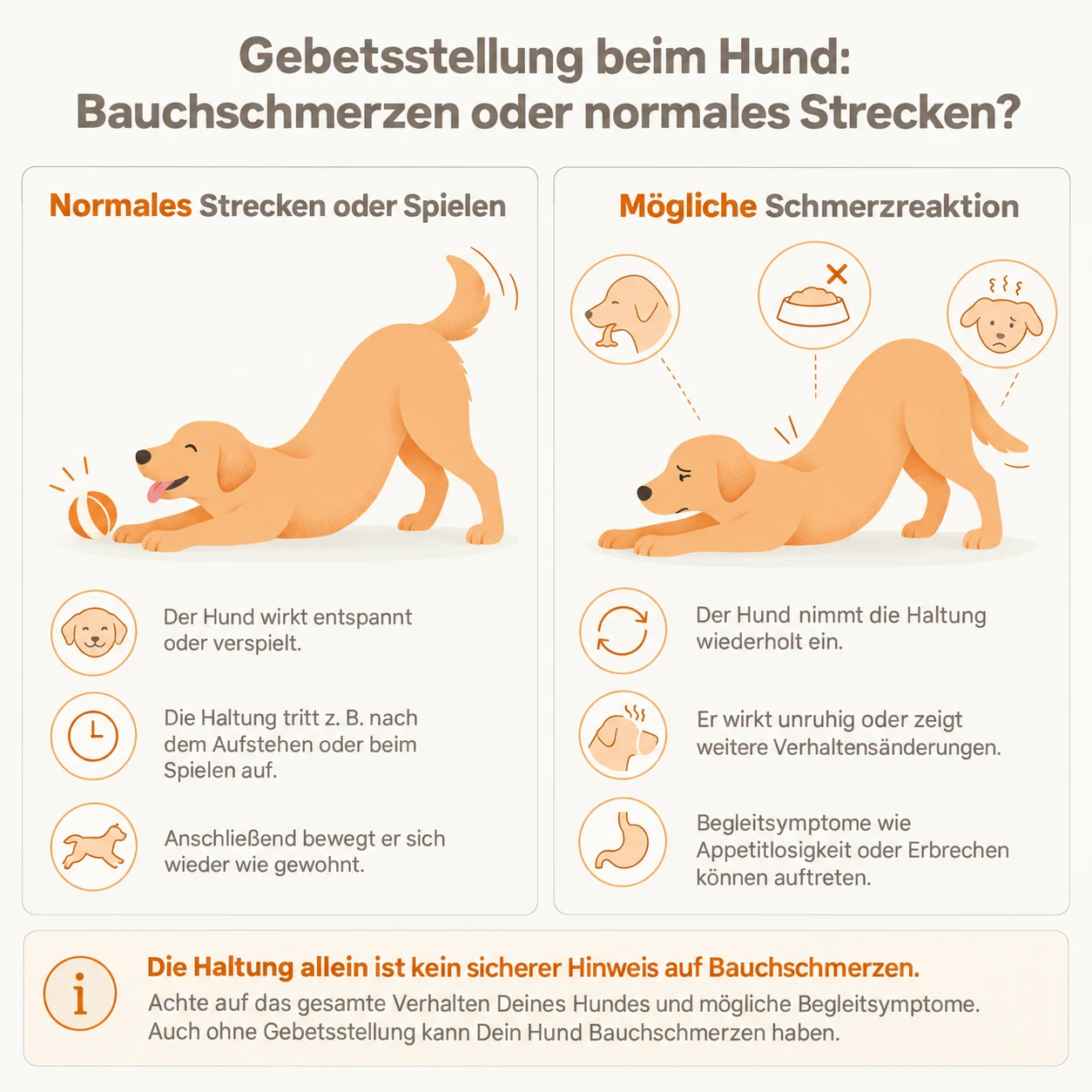 Infografik: Gebetsstellung beim Hund im Vergleich, links normales Strecken beim Spielen, rechts mögliche Schmerzreaktion mit Begleitsymptomen