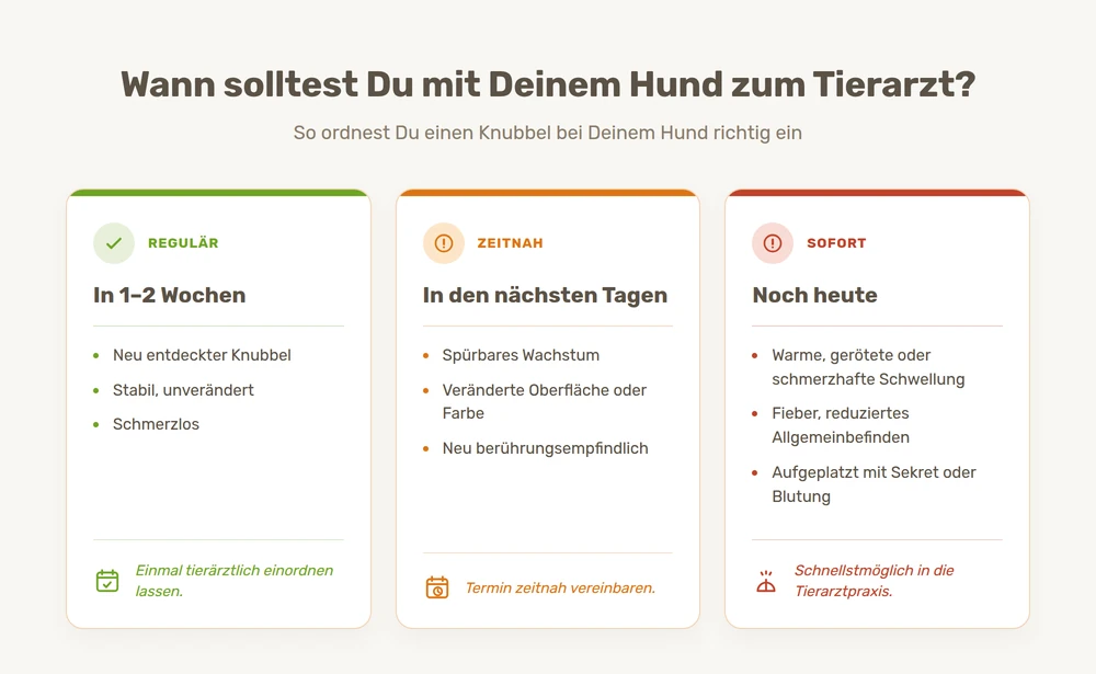 Ampel-Übersicht: wann bei einem Grützbeutel beim Hund beobachten reicht und wann ein Tierarztbesuch nötig ist