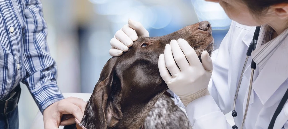 Tierärztin untersucht den Kopf eines Hundes im Beisein des Halters – Tierarztbesuch bei einem Grützbeutel beim Hund
