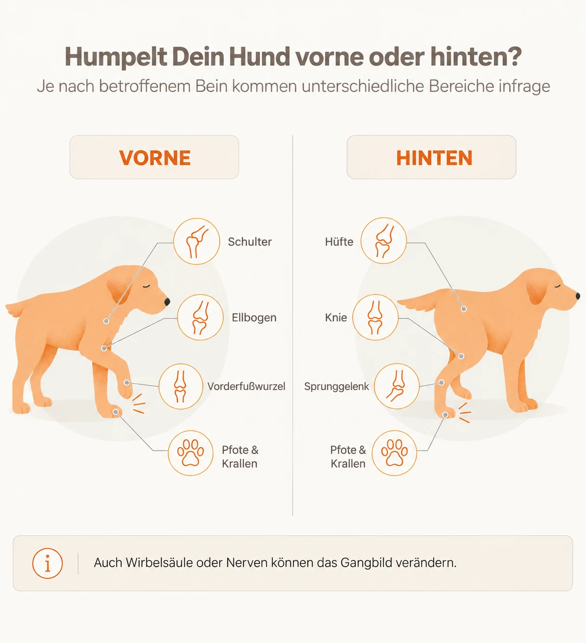 Humpelt der Hund vorne oder hinten – betroffene Bereiche wie Schulter, Ellbogen, Hüfte, Knie, Sprunggelenk und Pfote im Vergleich