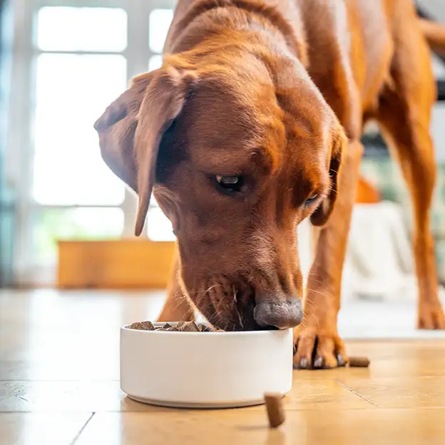 Brauner Hund frisst Diätfutter aus einem weißen Napf in einem hellen Wohnraum.