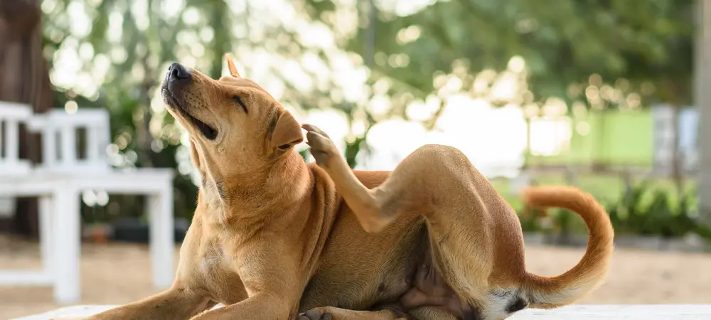 Hund kratzt sich im Freien am Ohr – typisches Anzeichen für eine mögliche Ohrenentzündung beim Hund.