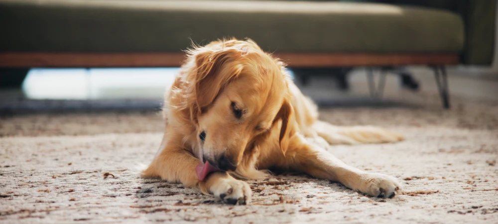 Golden Retriever liegt entspannt auf dem Teppich und leckt sich die Pfote