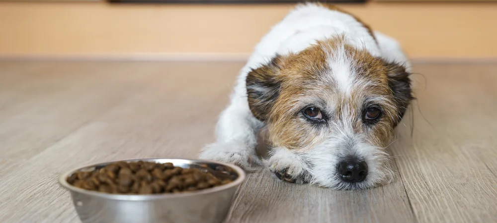 Hund liegt appetitlos neben vollem Futternapf – verminderter Appetit kann ein Anzeichen für eine Magenschleimhautentzündung beim Hund sein.
