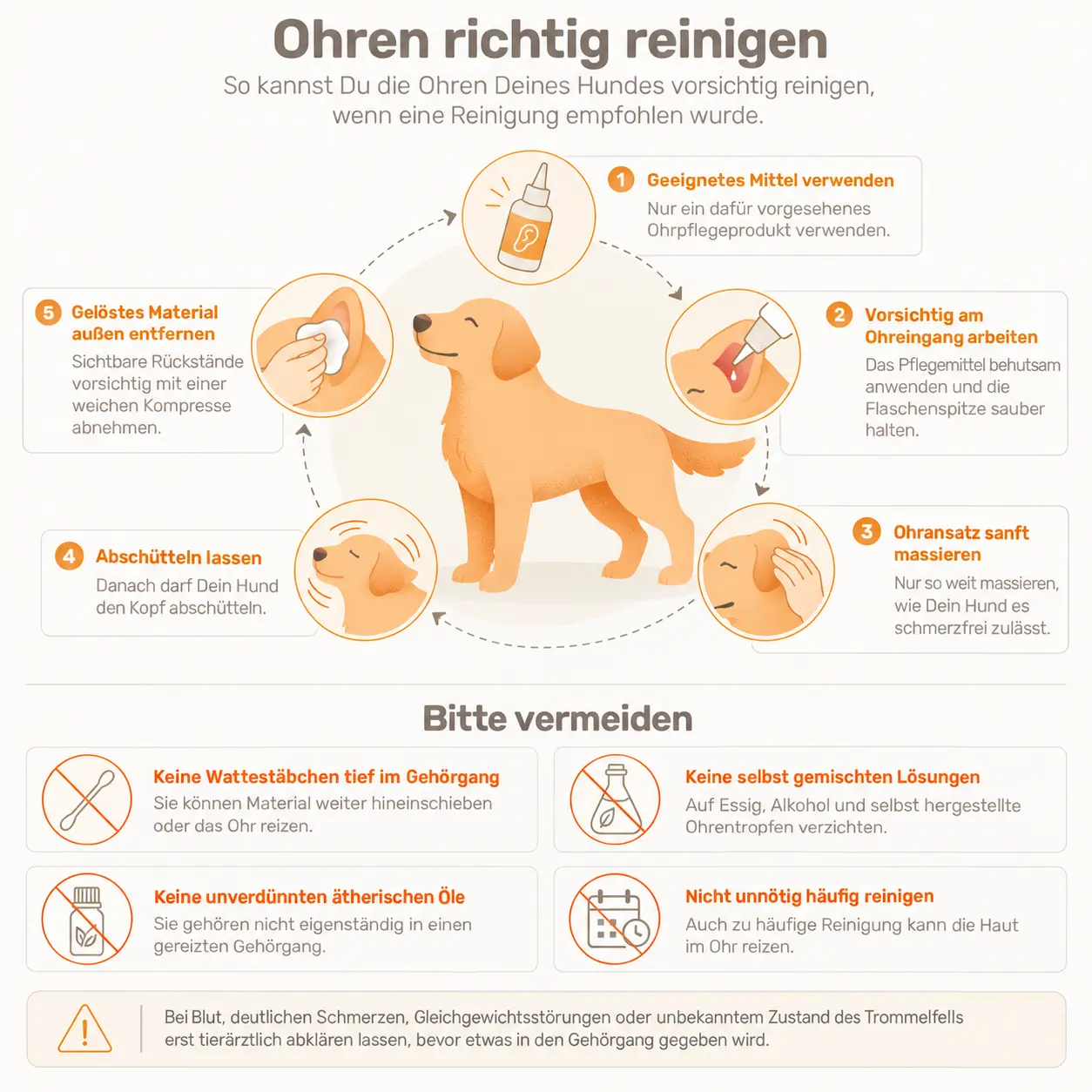 Schritt-für-Schritt-Anleitung zur richtigen Ohrenreinigung beim Hund in fünf Schritten.