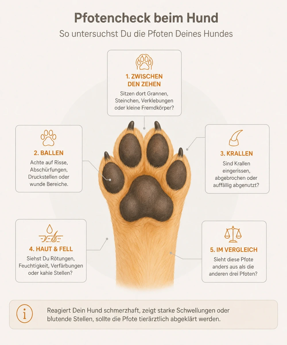 Infografik: Pfotencheck beim Hund – Zehenzwischenräume, Ballen, Krallen, Haut und Fell sowie Vergleich beider Pfoten prüfen