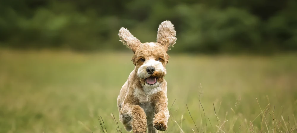 Fröhlicher Hund mit wehenden Ohren rennt über eine grüne Wiese