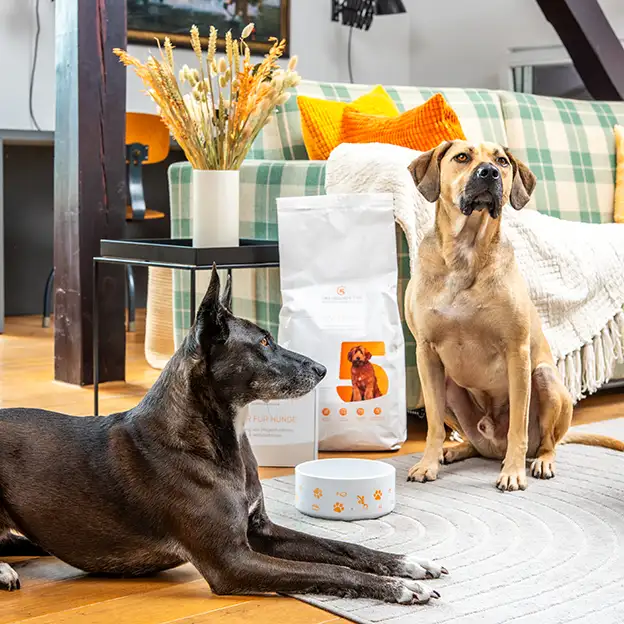 Zwei Hunde sitzen neben einem Futternapf und einer Packung Diät Hundefutter im Wohnzimmer.