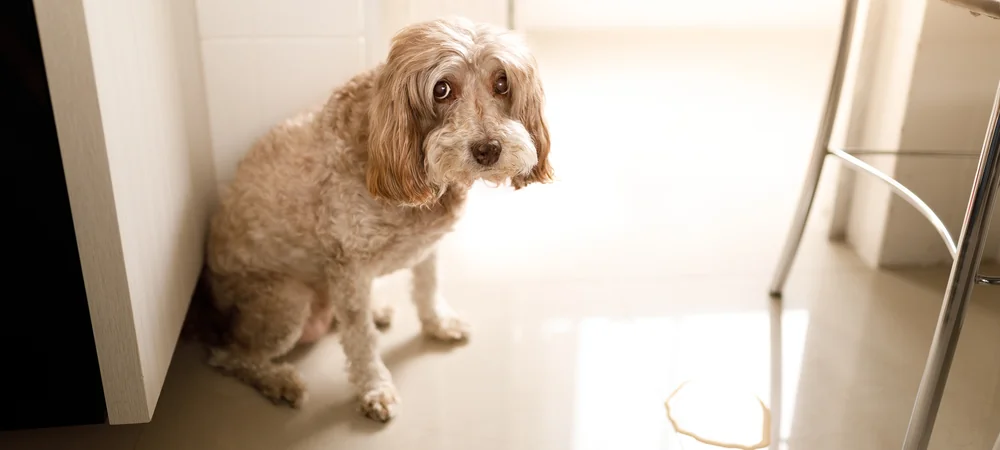Älterer Hund sitzt mit unsicherem Blick in der Küche neben einer kleinen Urinpfütze
