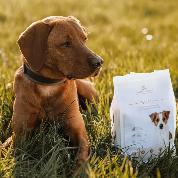 Hund posiert mit getreidefreiem Trockenfutter von Das Gesunde Tier im Gras.