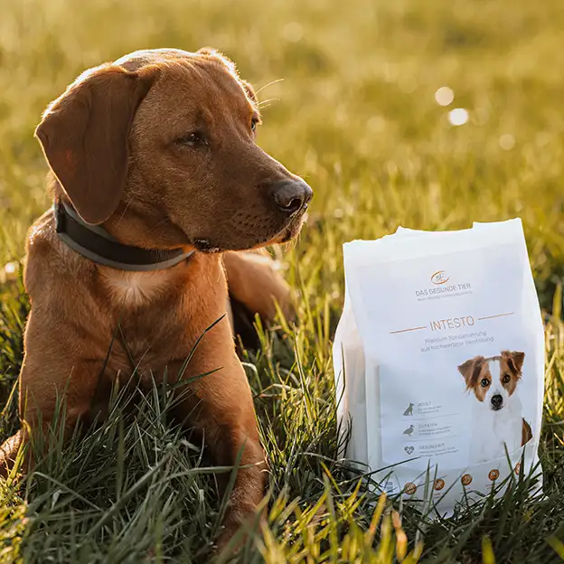 Hund liegt auf einer Wiese neben einer Verpackung von INTESTO Hundefutter.