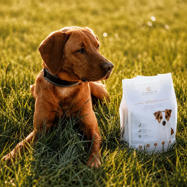 Hund liegt mit einem Futtersack in der Natur
