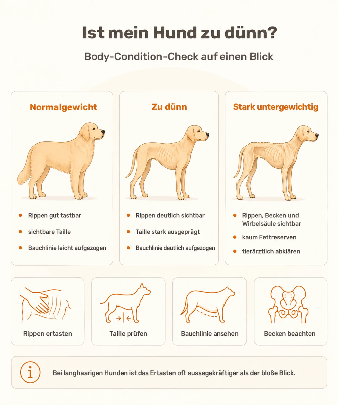 Body-Condition-Check-Grafik: Normalgewicht, zu dünner und stark untergewichtiger Hund im Vergleich, mit Hinweisen zu Rippen, Taille, Bauchlinie und Becken.