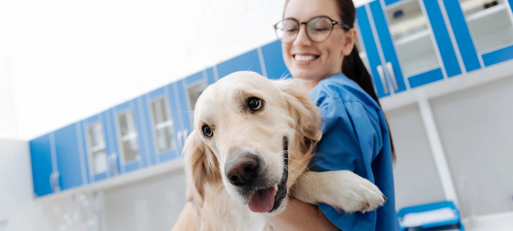 Tierärztin trägt einen Golden Retriever in der Praxis, Symbolbild zur tierärztlichen Untersuchung bei Kreuzbandriss beim Hund