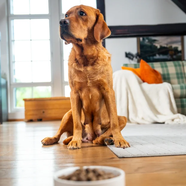 Hund sitzt vor einem Napf mit getreidefreiem Trockenfutter.