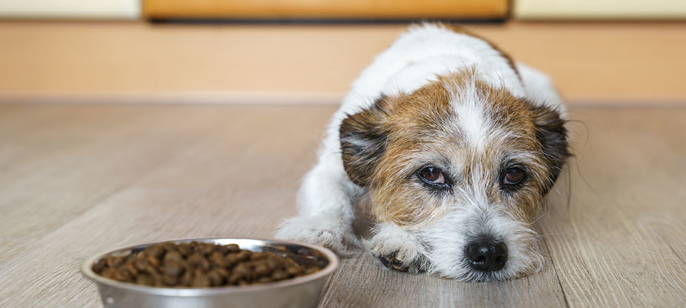 Hund liegt neben gefülltem Futternapf und schaut ruhig in die Kamera