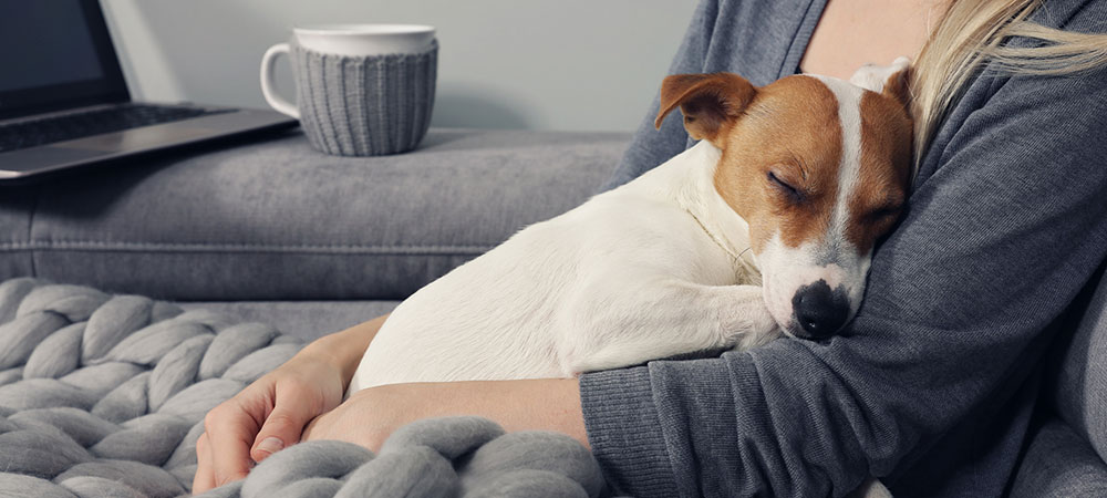 Kleiner Hund ruht entspannt auf dem Schoß seiner Halterin