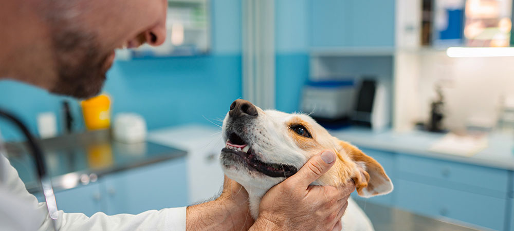 Tierarzt untersucht einen Hund in der Praxis und hält sanft den Kopf