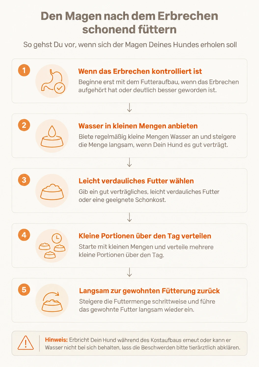 Infografik mit 5 Schritten zum schonenden Futteraufbau nach Erbrechen beim Hund: kontrolliertes Erbrechen abwarten, Wasser in kleinen Mengen, leicht verdauliches Futter, kleine Portionen über den Tag, langsame Rückkehr zur gewohnten Fütterung.